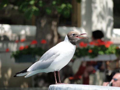 seagull  seevogel  bird