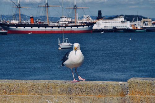 seagull  bird  port