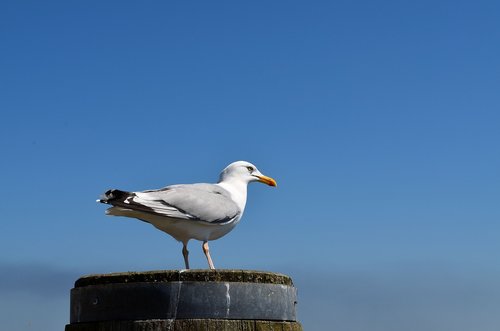 seagull  sylt  animal