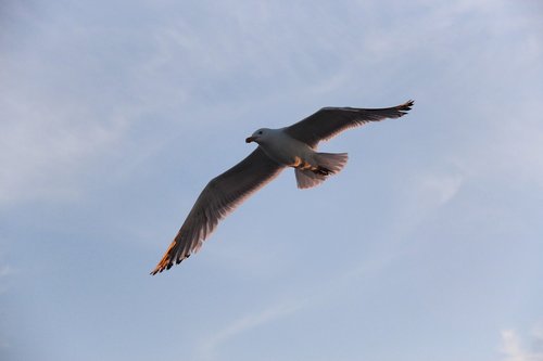 seagull  bird  animal