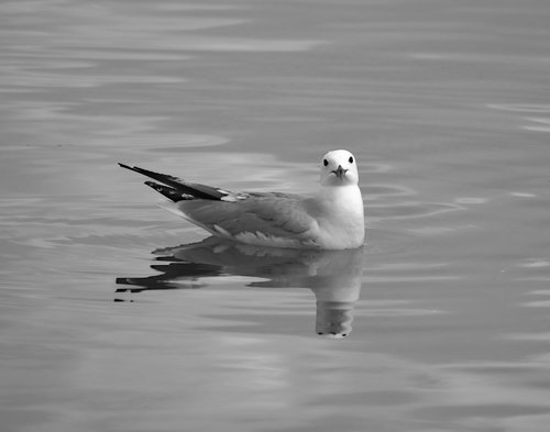 seagull  animal  wild