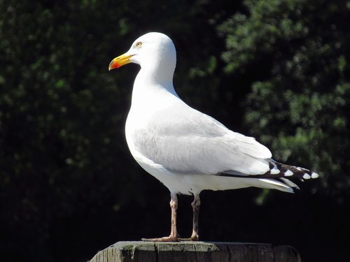 seagull  bird  gull