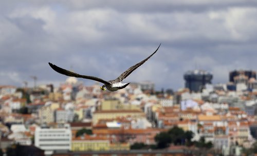 seagull  bird  city