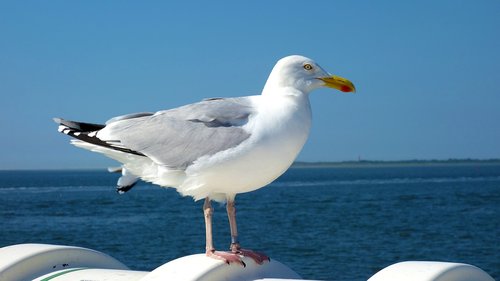 seagull  bird  wadden sea