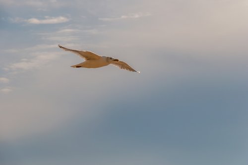 seagull  flying  animal world