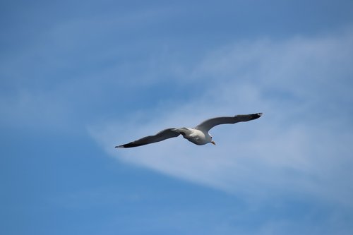 seagull  bird  seevogel