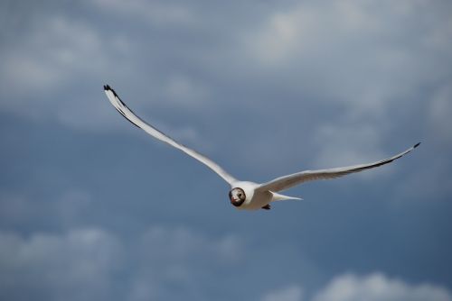 seagull nature summer