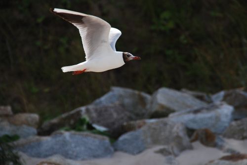 seagull nature summer