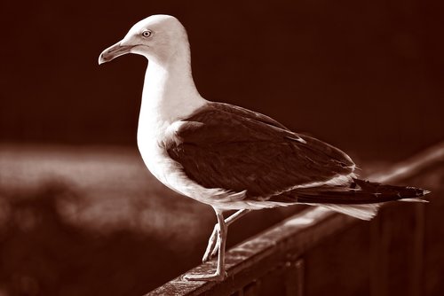 seagull  gull  bird