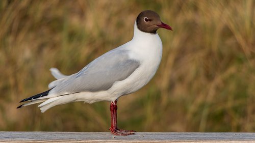 seagull  bird  nature