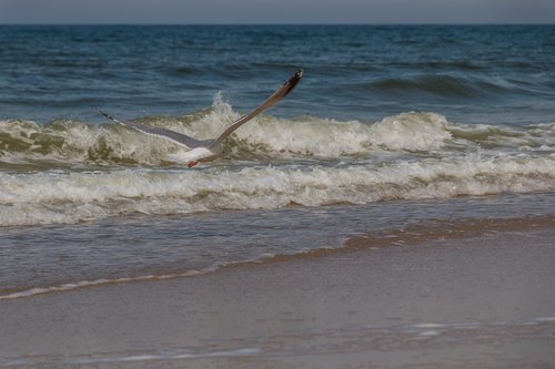 seagull  north sea  sylt