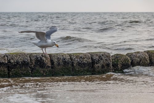 seagull  north sea  sylt