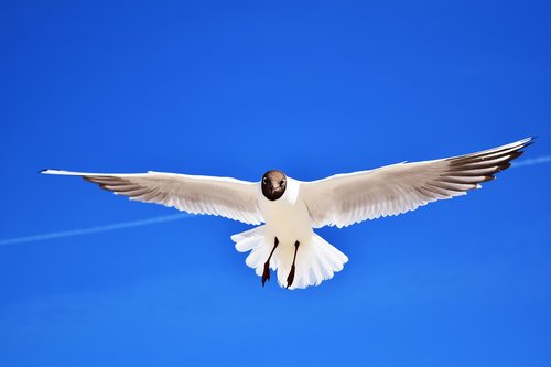 seagull  bird  glide