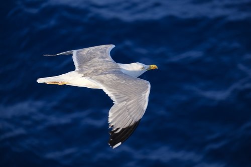 seagull  bird  water bird