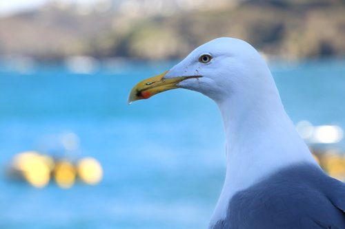 seagull  sea  water