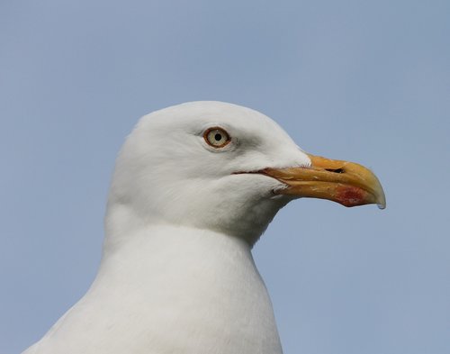 seagull  close up  head