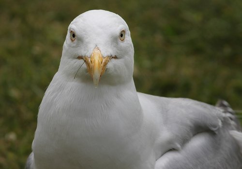 seagull  close up  view