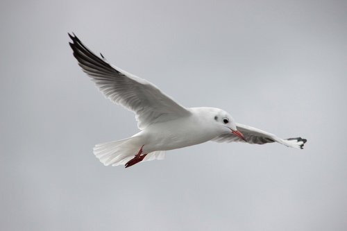 seagull  baltic sea  sea