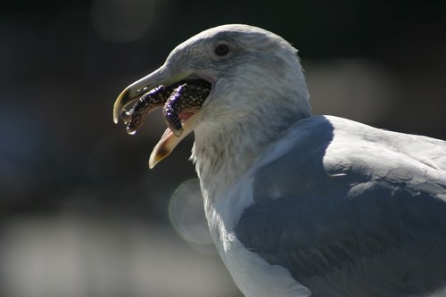 seagull  bird  nature
