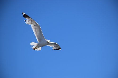seagull  blue sky  fly