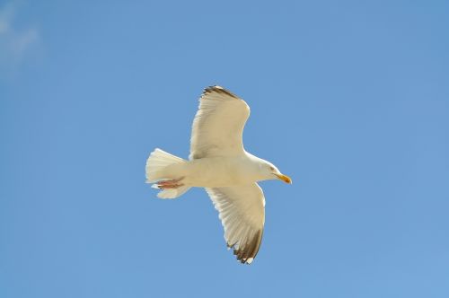 seagull fly bird