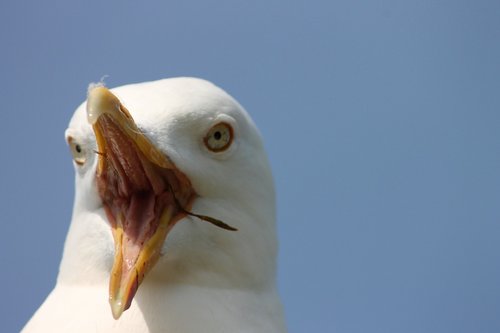 seagull  close up  scream