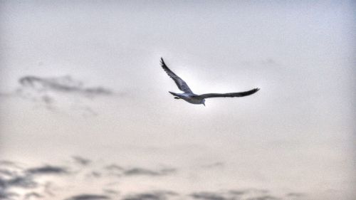 seagull sky clouds