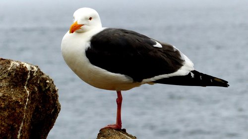 seagull  bird  rock