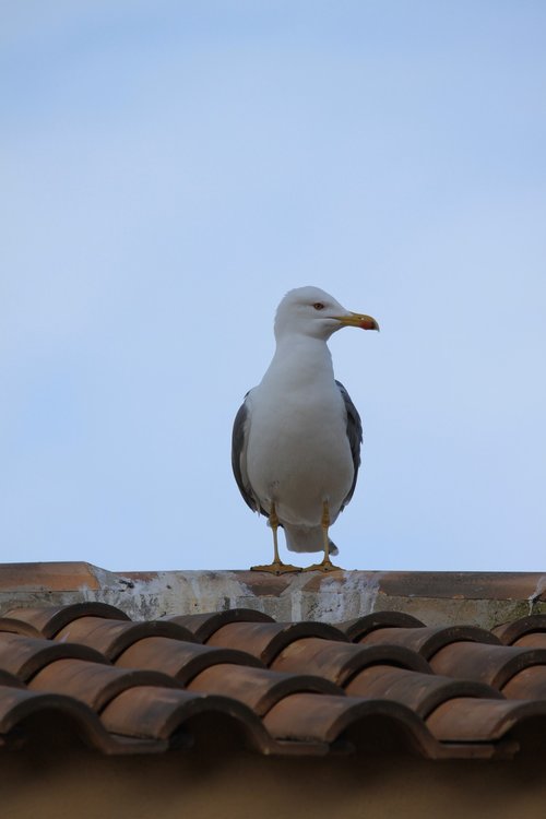 seagull  seevogel  water bird