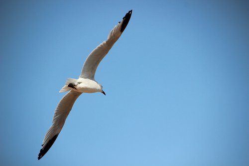 seagull  bird  fly