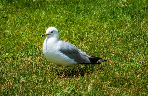 seagull  bird  lawn