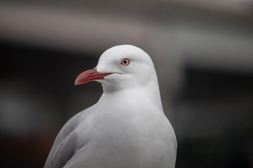 seagull  closer  bird
