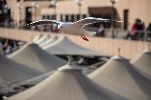 seagull  flying  bird