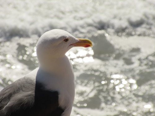 seagull  sea  waves