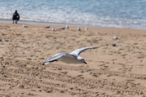 seagull  flight  bird