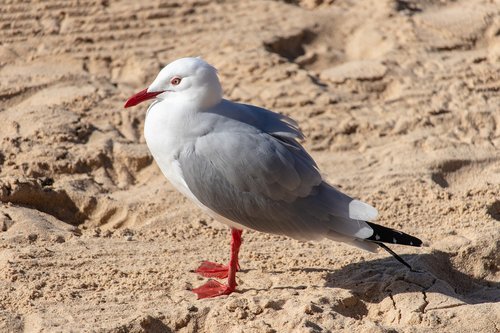 seagull  bird  sand
