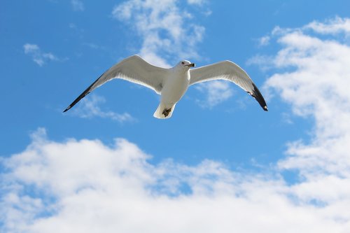 seagull  bird  gull