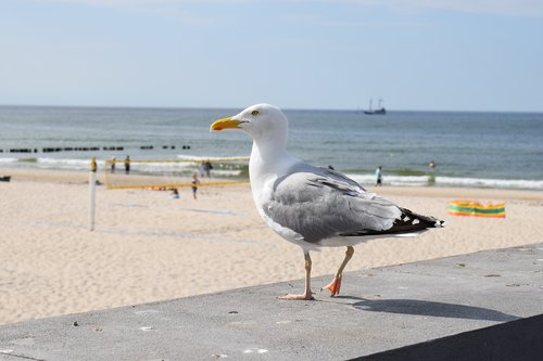 seagull  sea  bird
