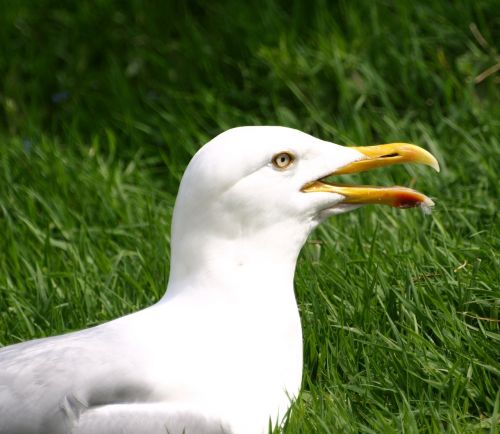 seagull bird bill