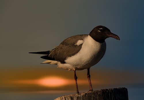 seagull  gull  bird