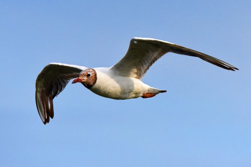seagull  gull  seabird