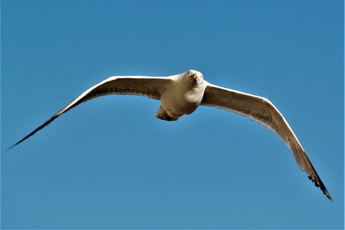 seagull  bird  brighton