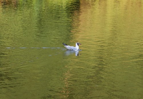 seagull  seagull śmieszka  water