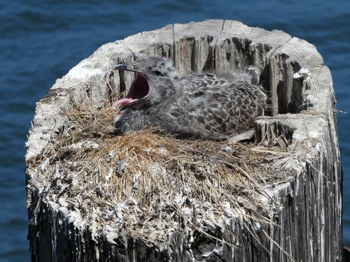 seagull  baby  chick
