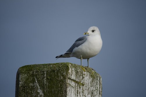 seagull  sea  beach