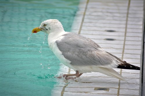 seagull  close up  water