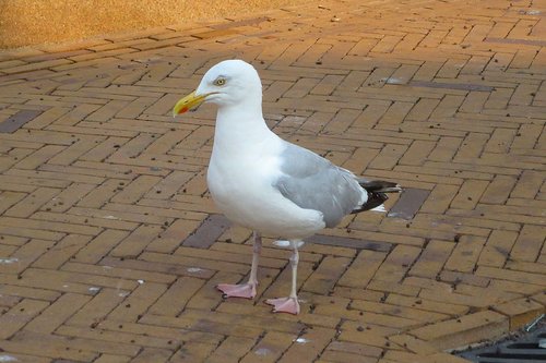 seagull  seabird  begging