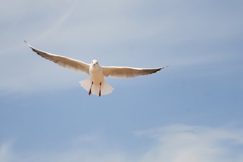 seagull  sky  bird
