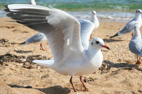 seagull  beach  sand