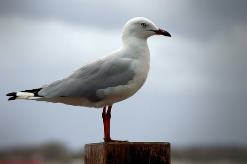 seagull  sentinel  guarding